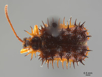 Dactylispa sinuispina image