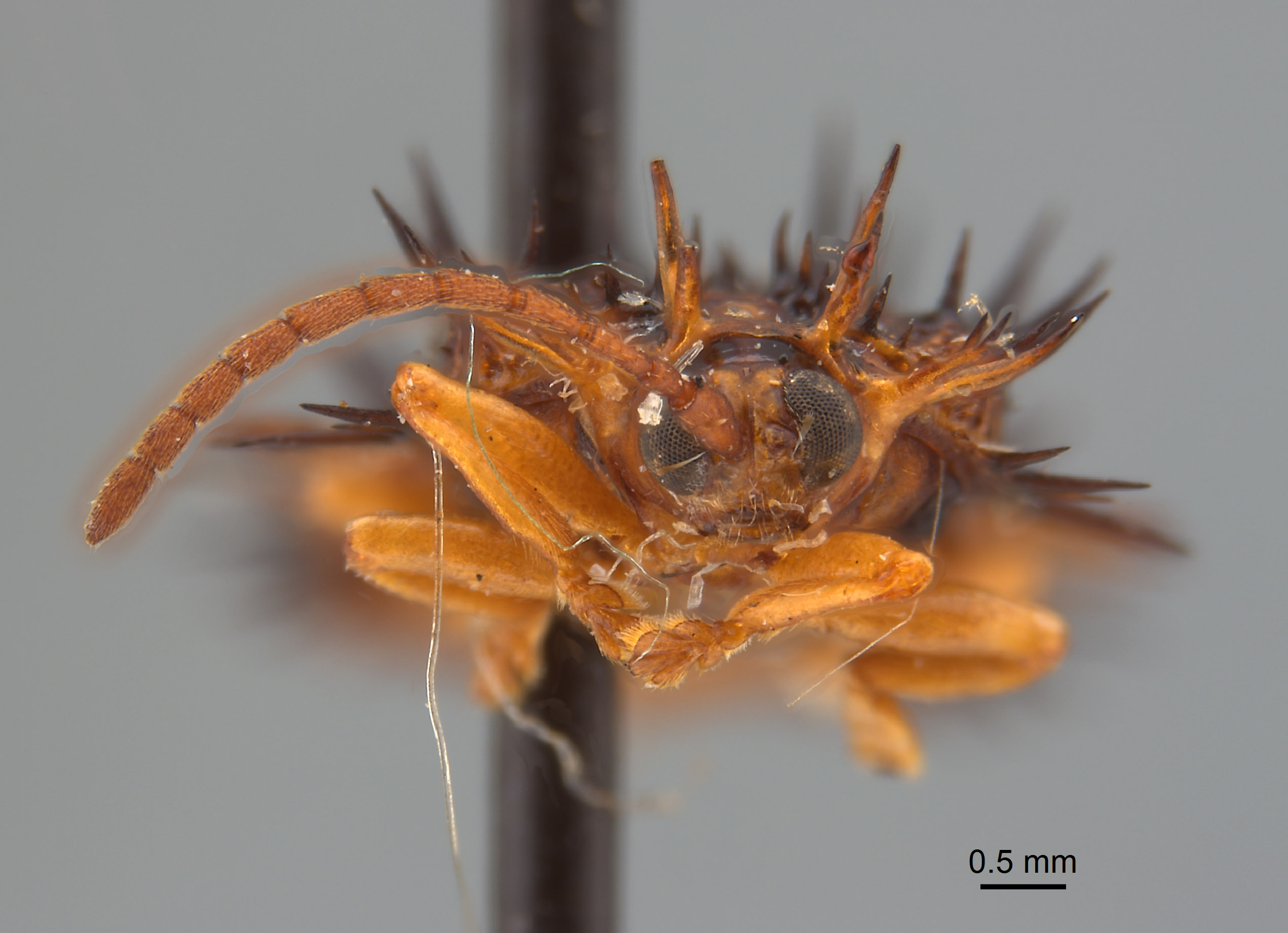 Dactylispa sinuispina image