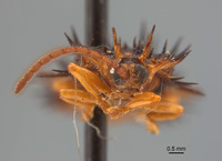 Dactylispa sinuispina image