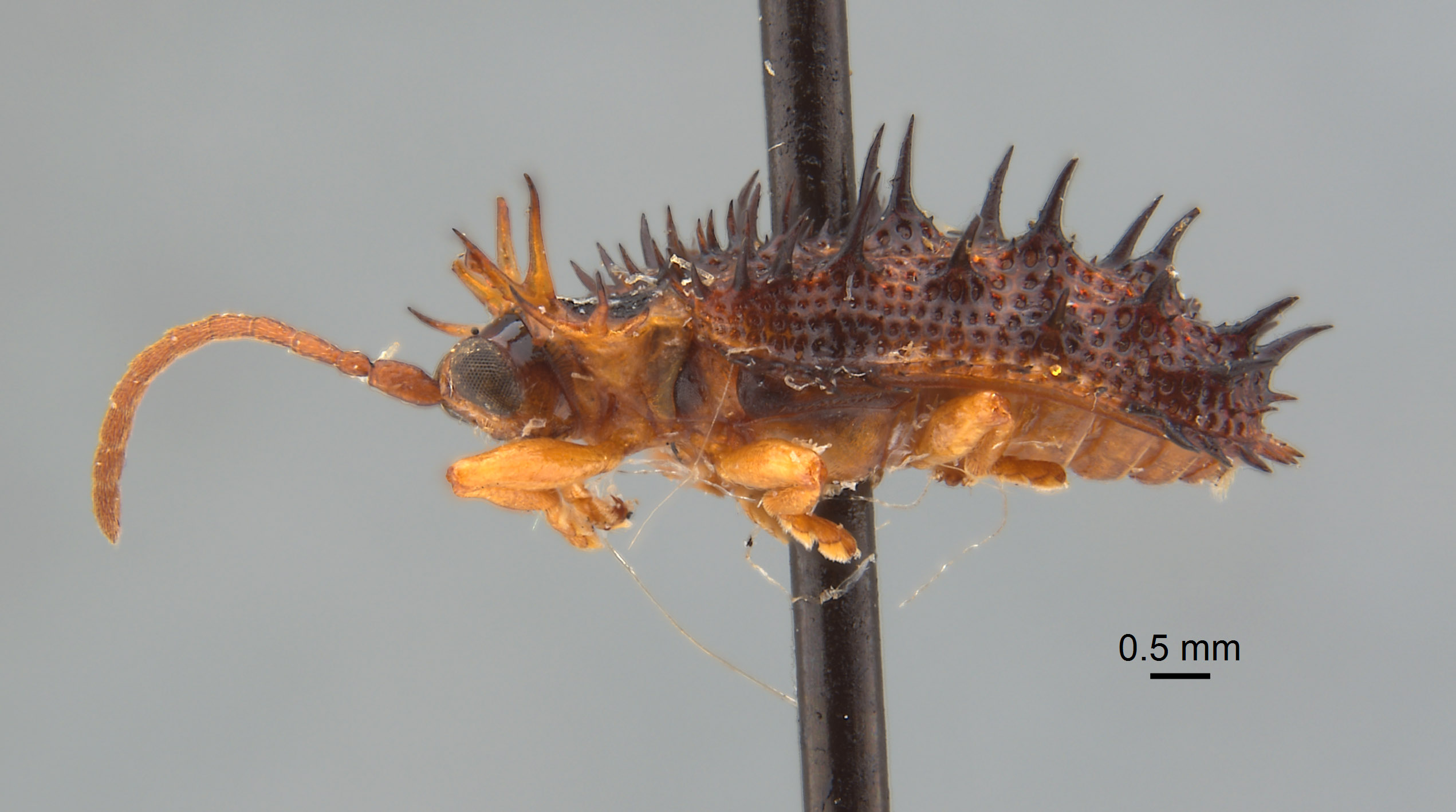 Dactylispa sinuispina image