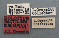 Dactylispa sinuispina image