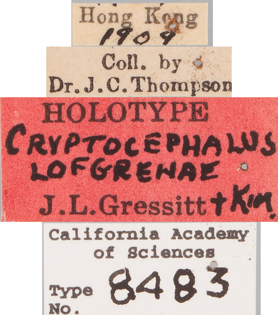 Cryptocephalus lofgrenae image