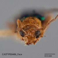 Haplosaenidea nitida image