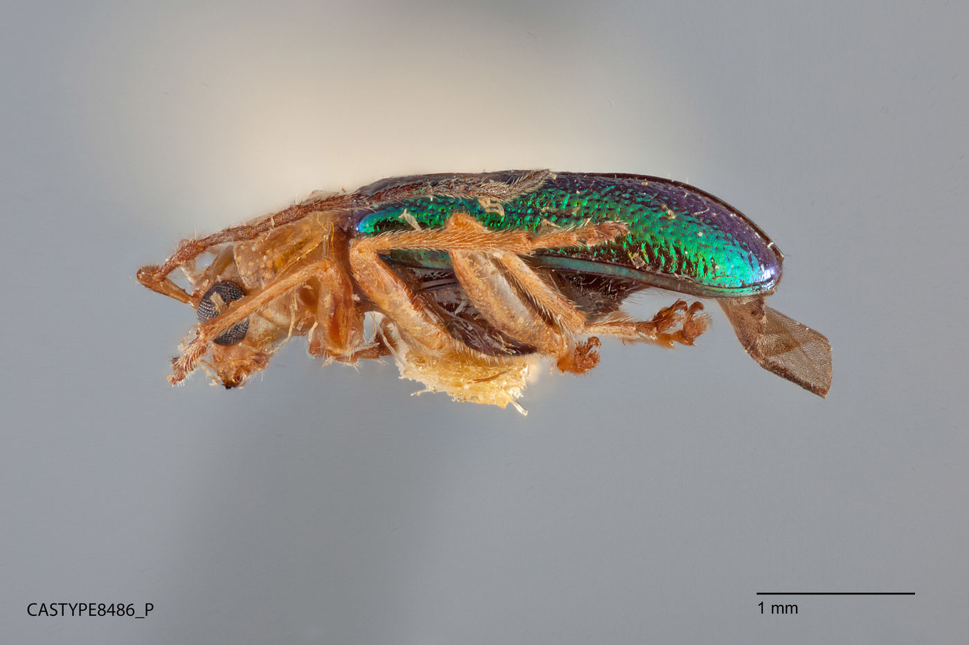 Haplosaenidea nitida image