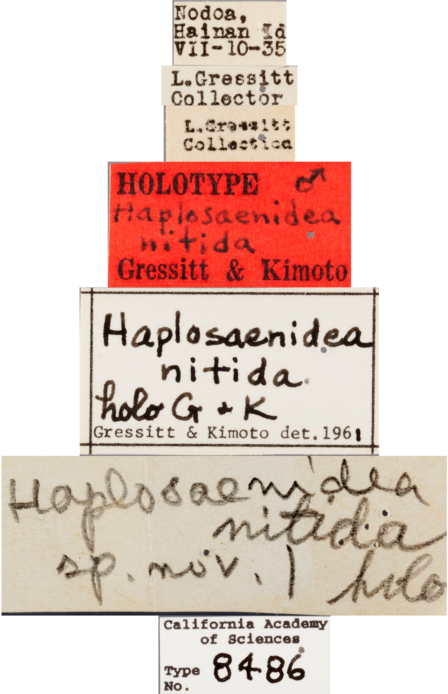 Haplosaenidea nitida image