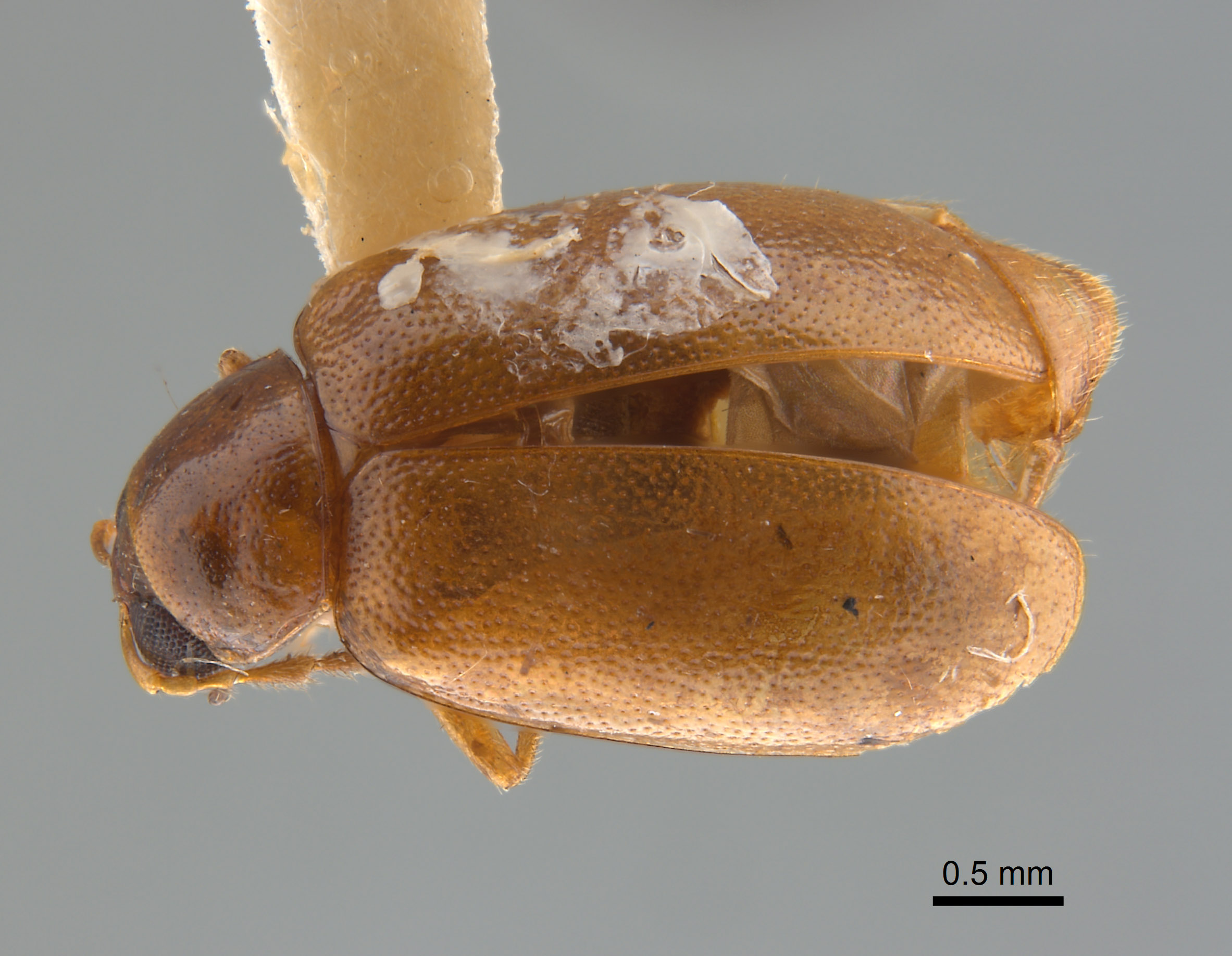 Monolepta arundinariae image