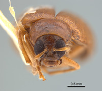Monolepta arundinariae image