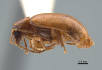 Monolepta arundinariae image