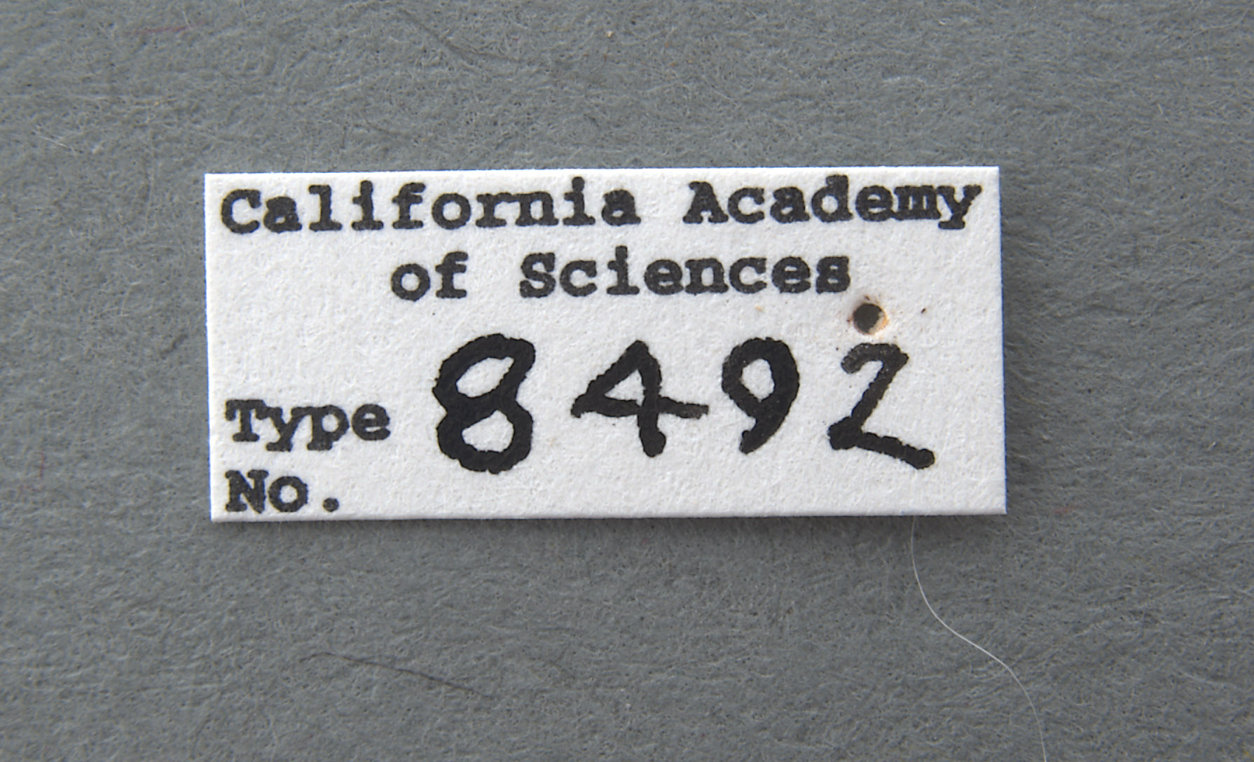 Monolepta arundinariae image