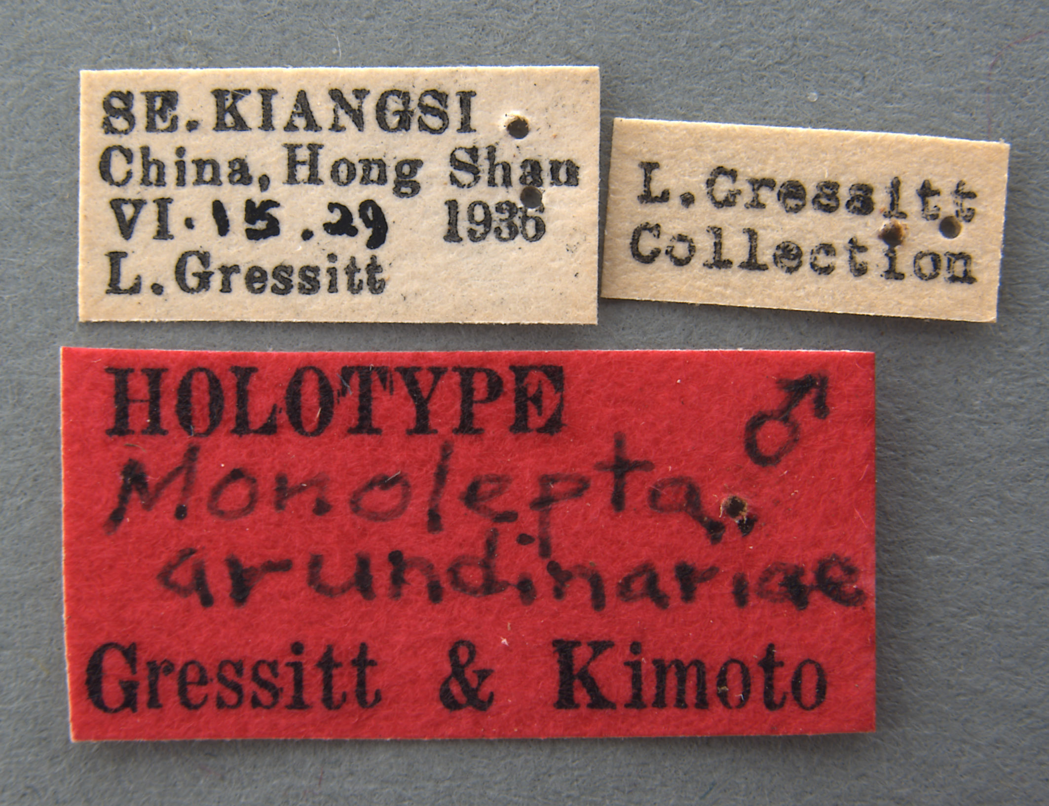 Monolepta arundinariae image