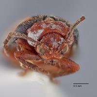 Pyrrhalta discalis image