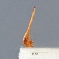 Pyrrhalta discalis image