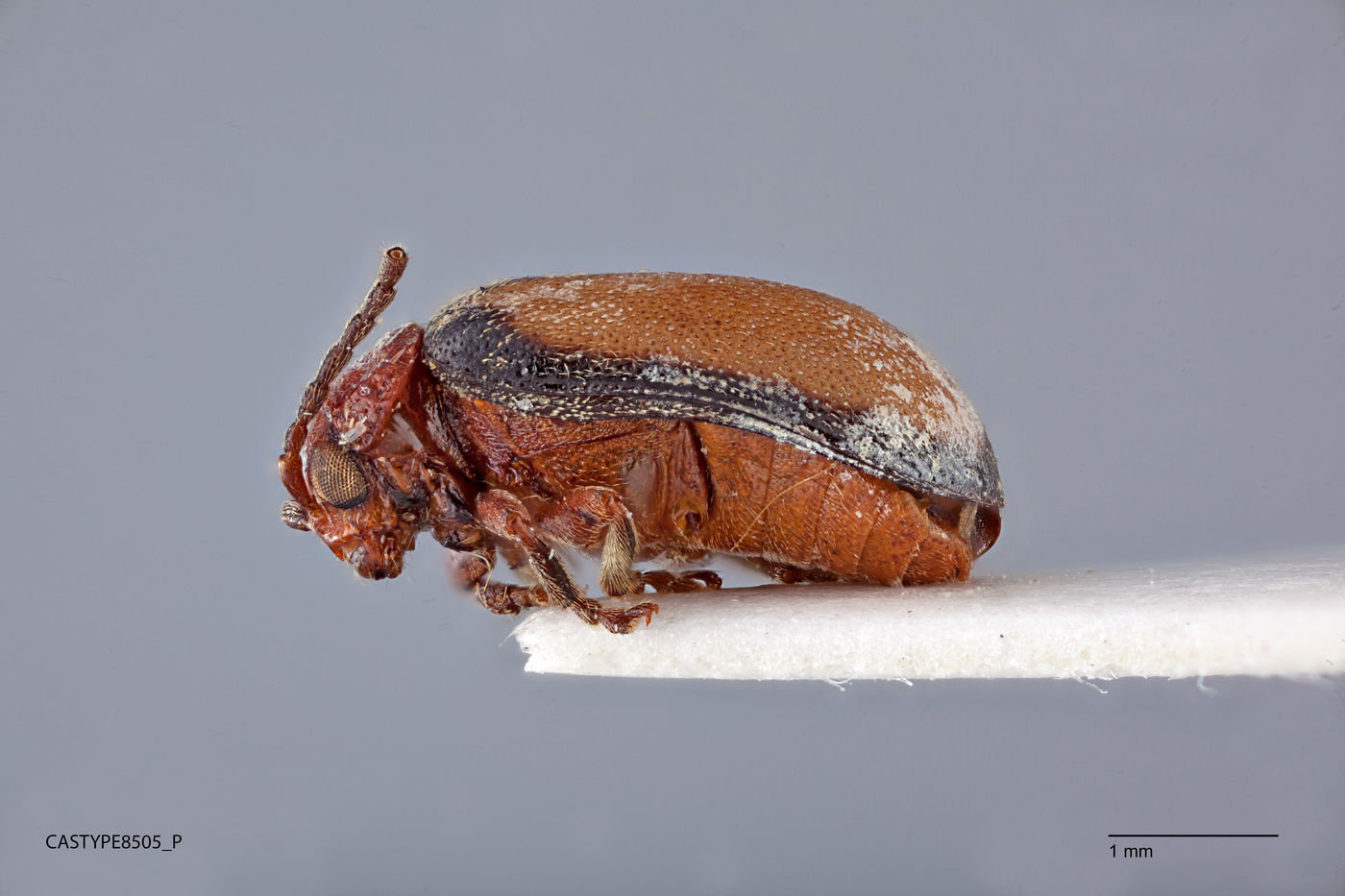 Pyrrhalta image
