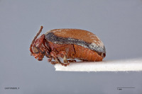 Pyrrhalta discalis image