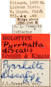 Pyrrhalta discalis image