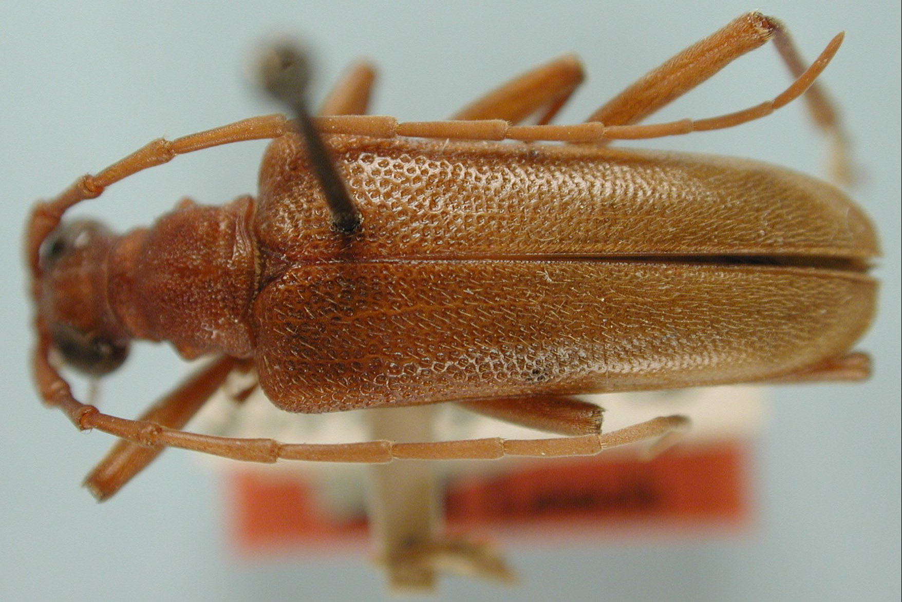 Centrodera dayi image