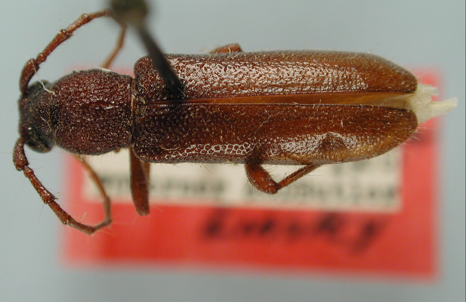 Gymnopsyra chemsaki image