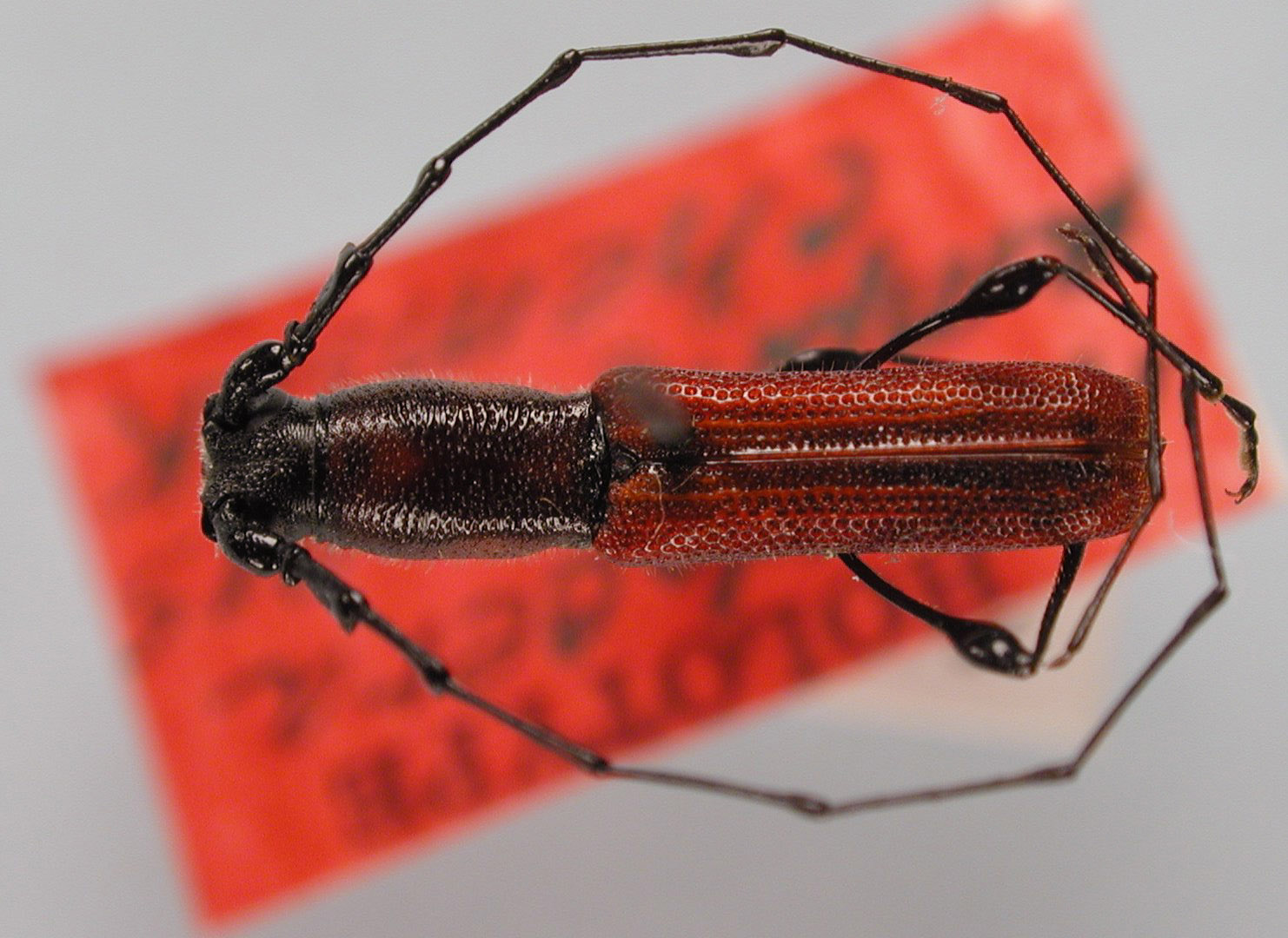 Ancylocera amplicornis image