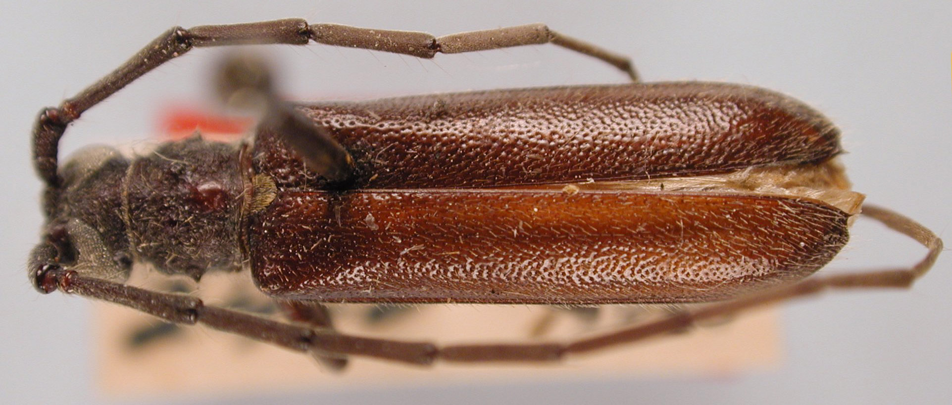 Amphelictus castaneus image