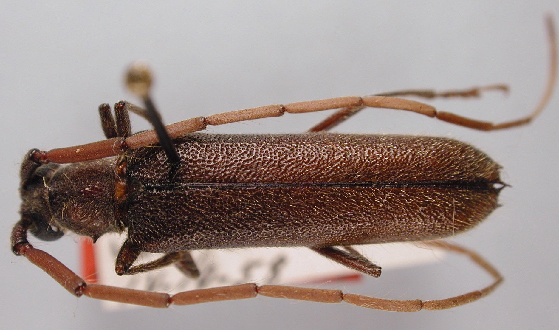 Amphelictus cribripennis image