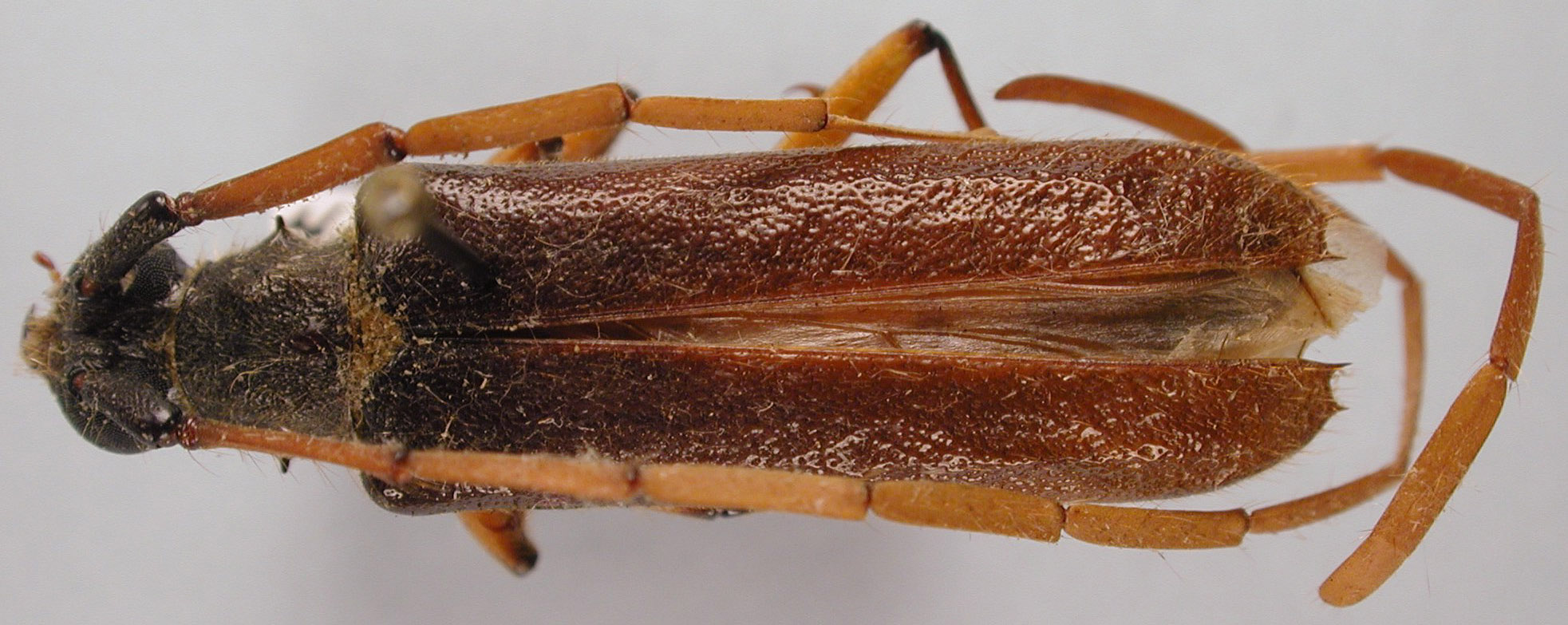 Amphelictus milleri image