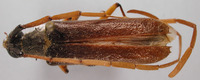 Image of Amphelictus milleri
