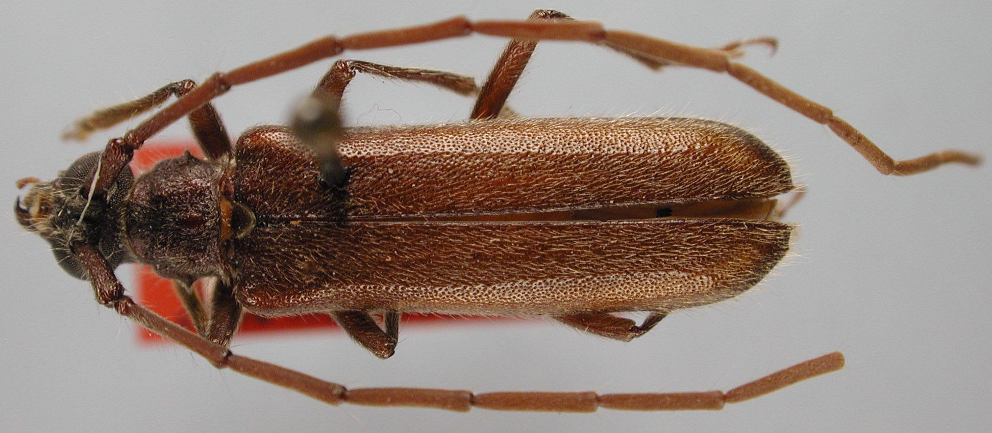 Amphelictus panamensis image