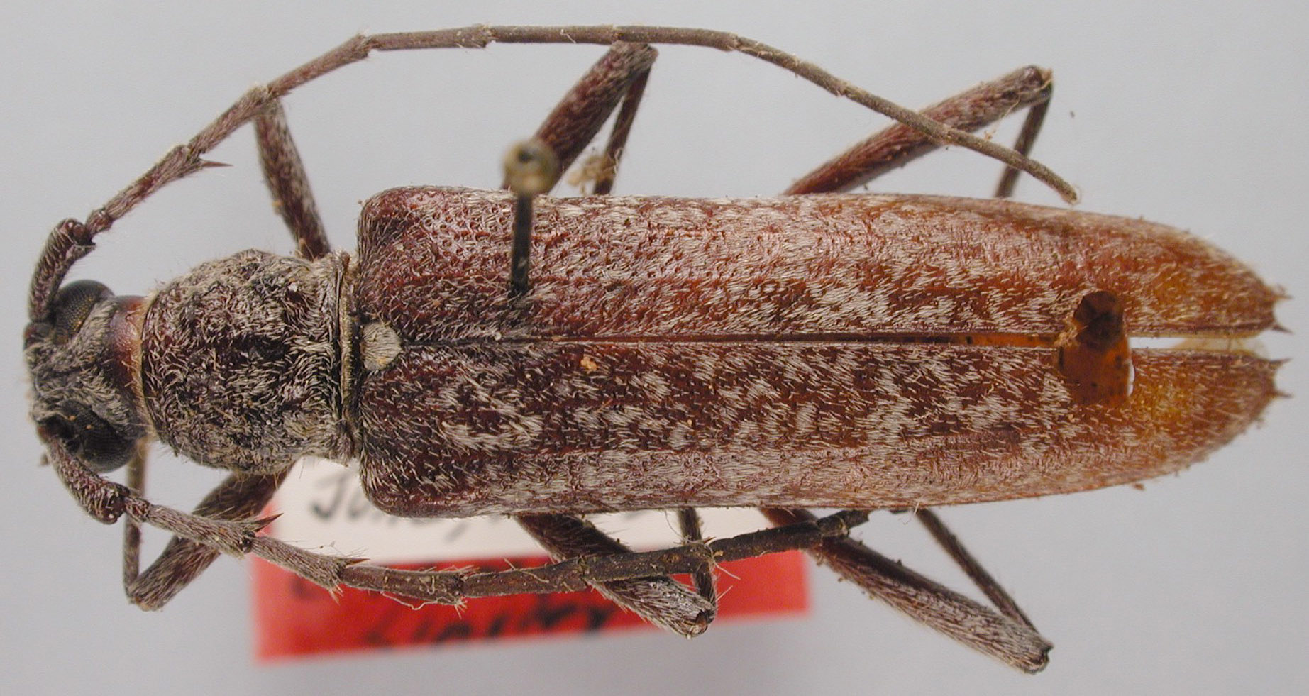 Aneflus humeralis image