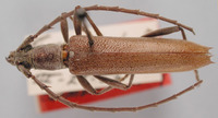 Image of Aneflus minutivestis