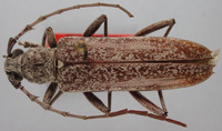 Image of Aneflus nivarius