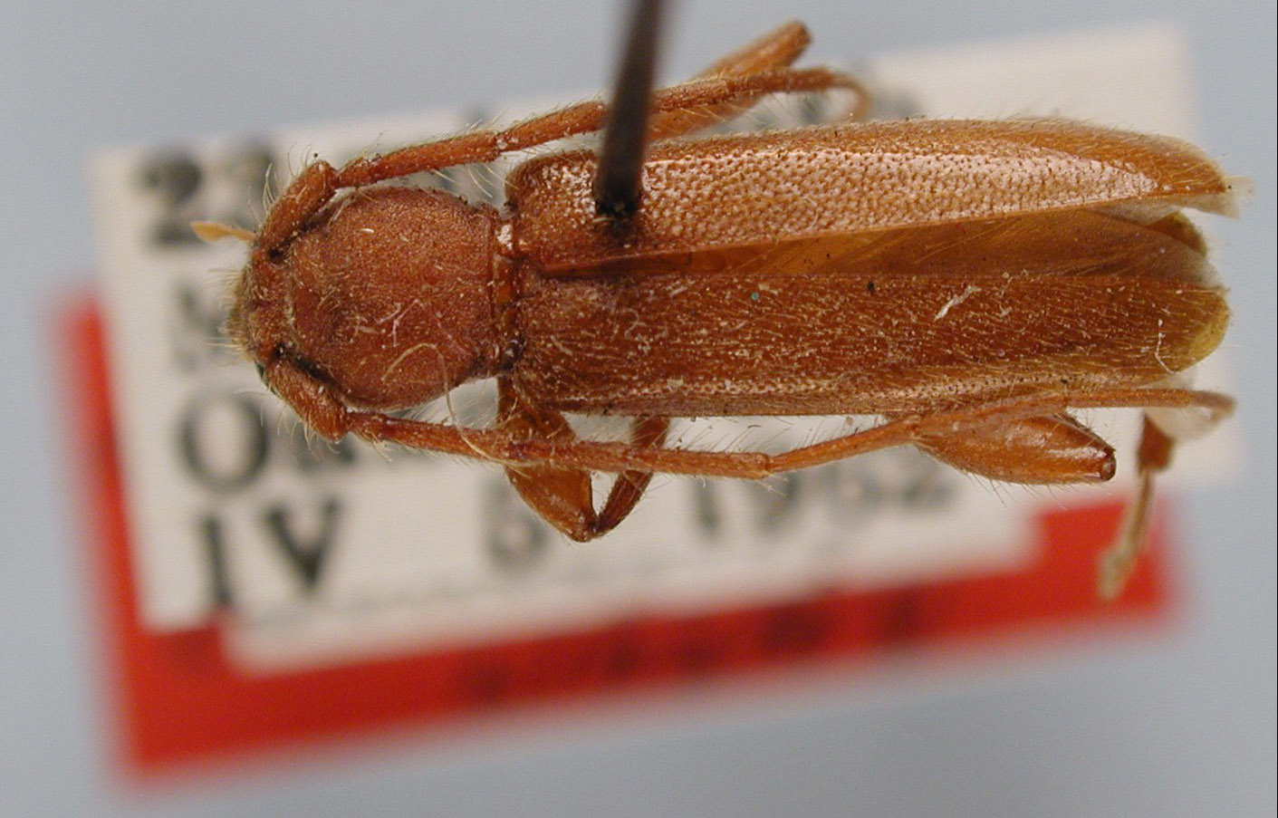 Austranoplium concolor image