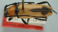 Crossidius coralinus image