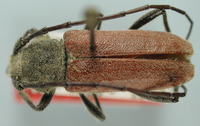 Crossidius hirtipes image