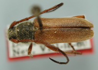 Crossidius hirtipes image