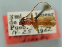 Image of Haplidus mandibularis
