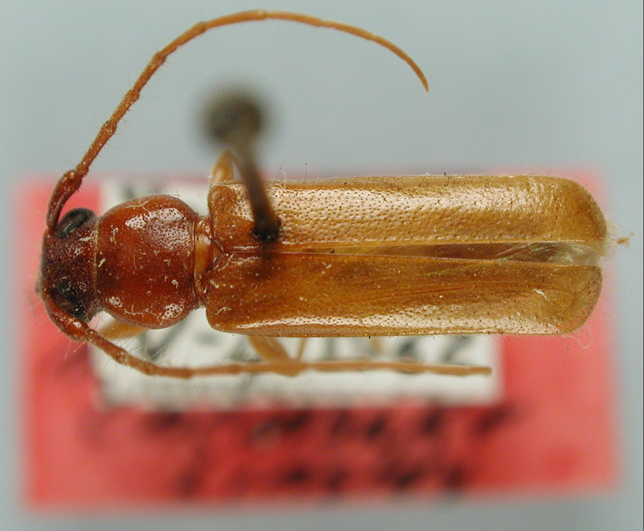 Haplidus nitidus image