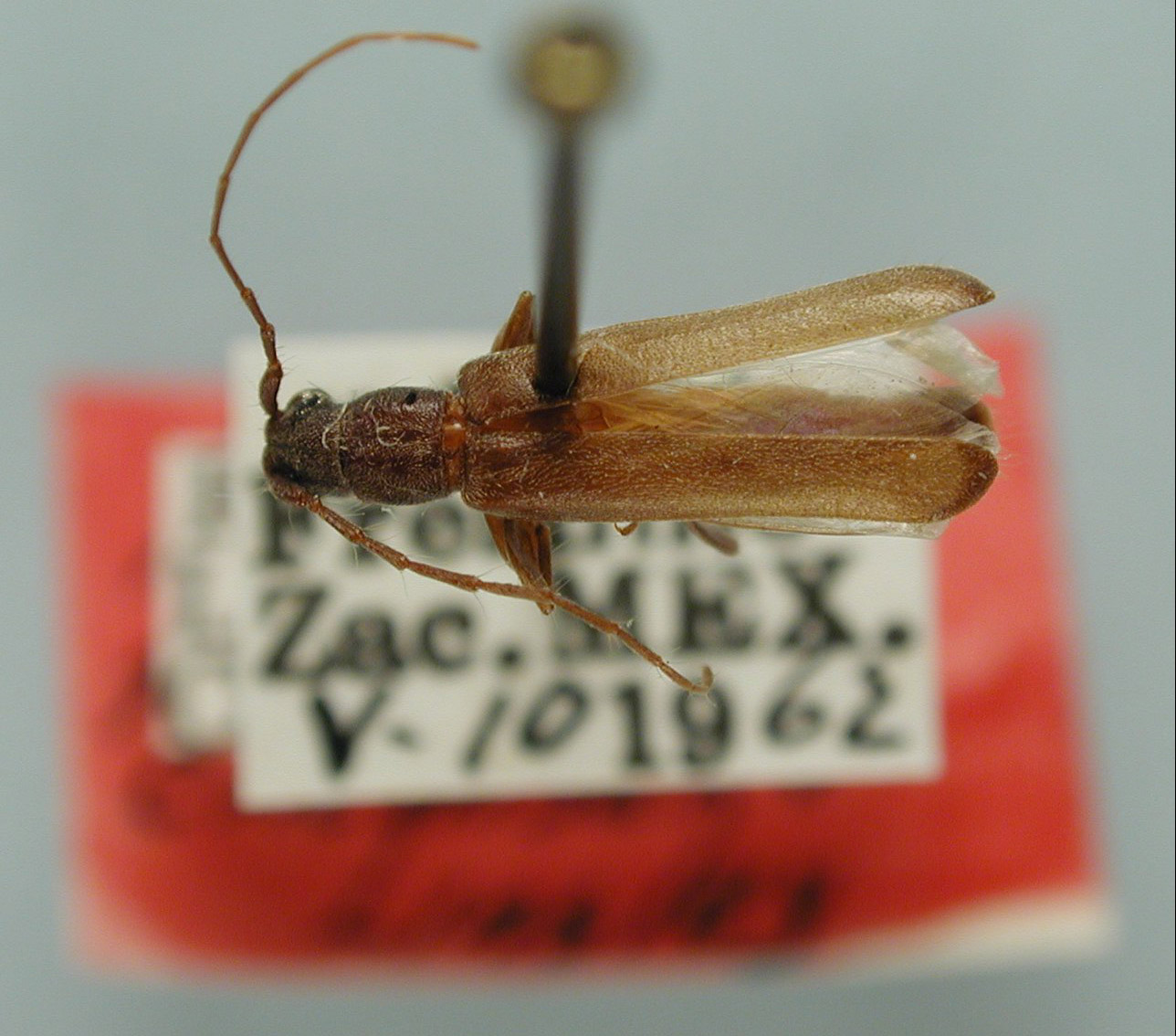 Hesperophanini image