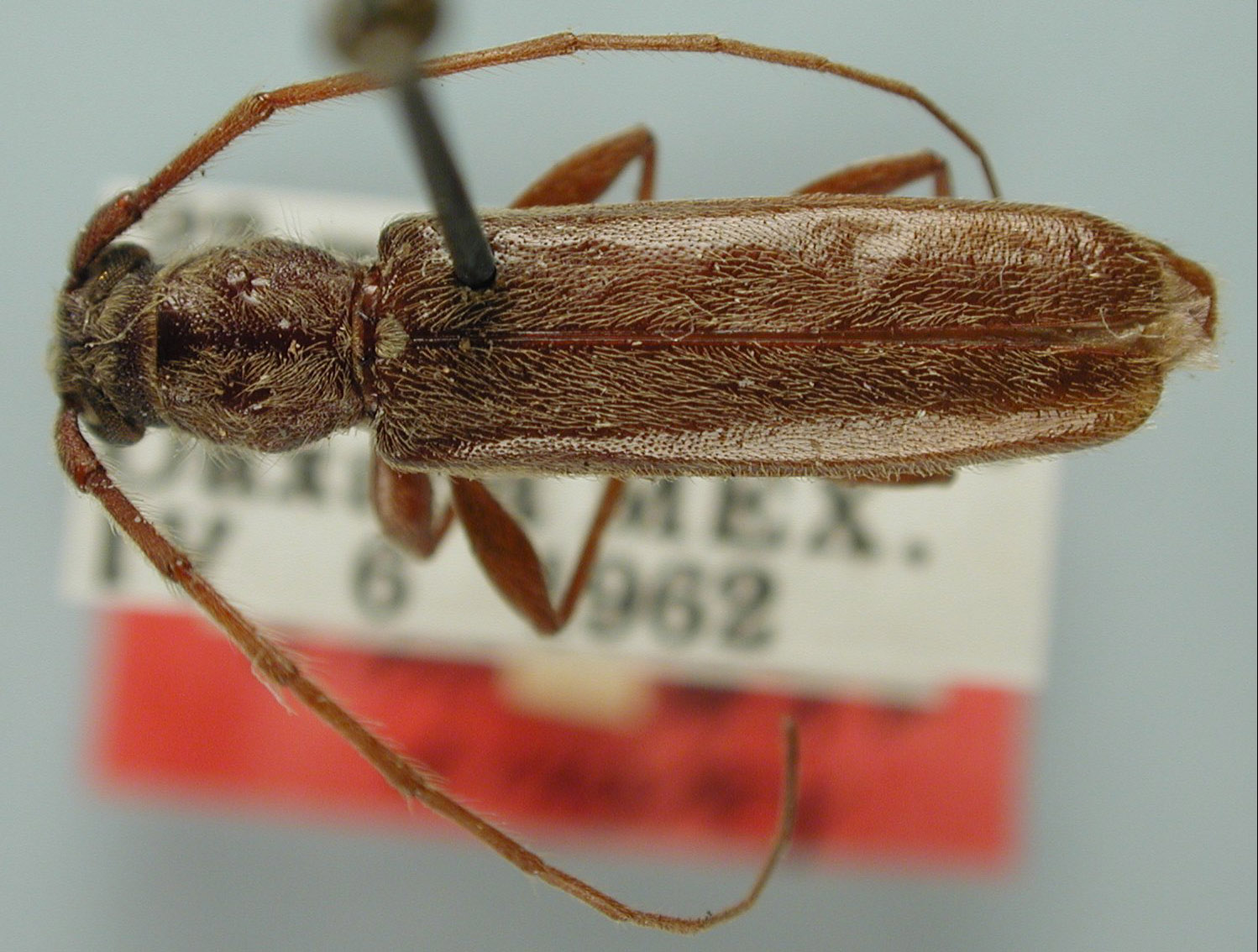 Malobidion grande image