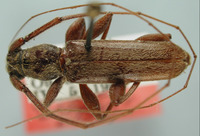 Malobidion grande image