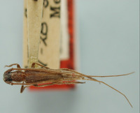 Image of Methia dentata