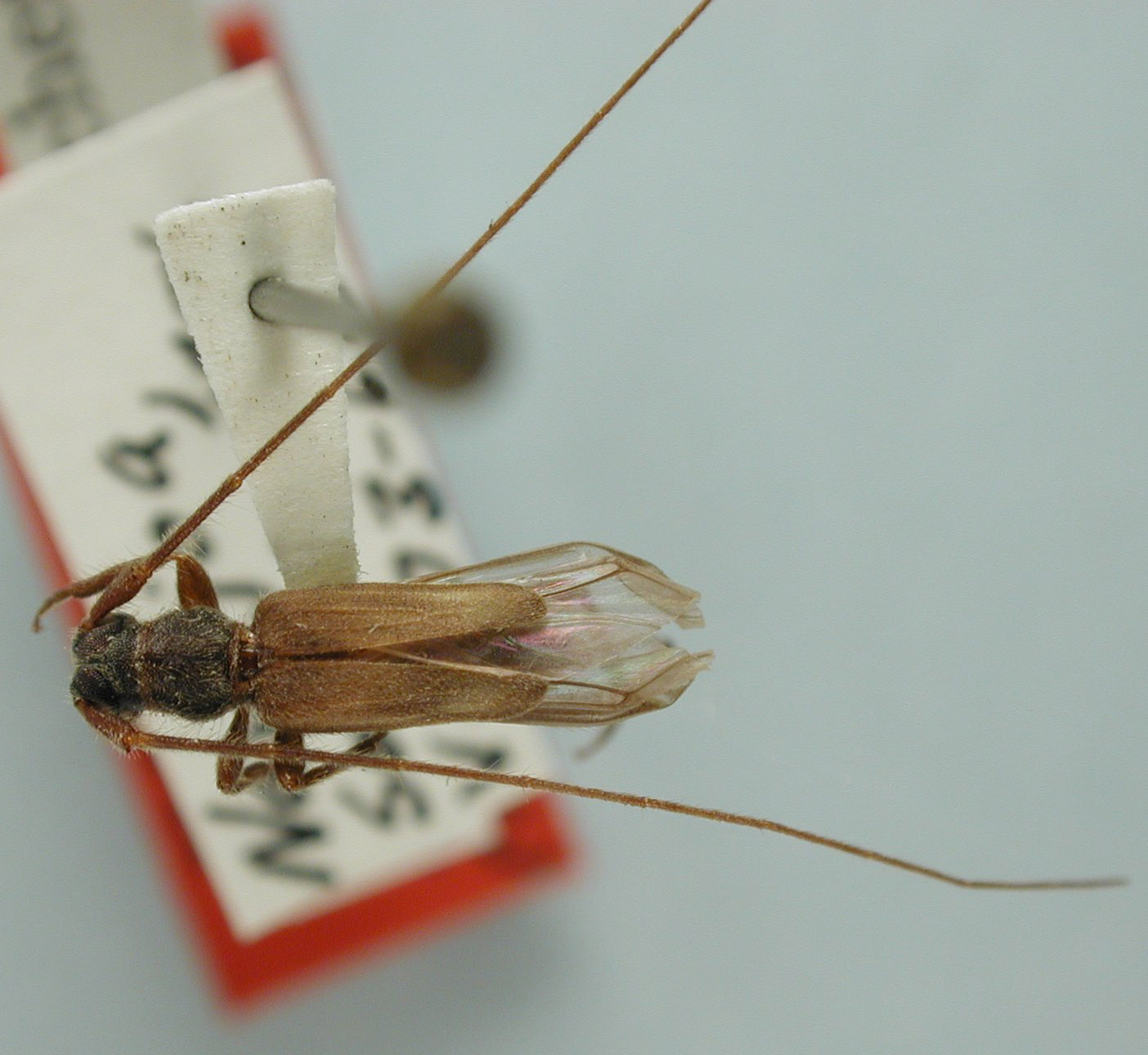 Methia occidentalis image