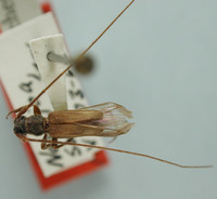 Image of Methia occidentalis