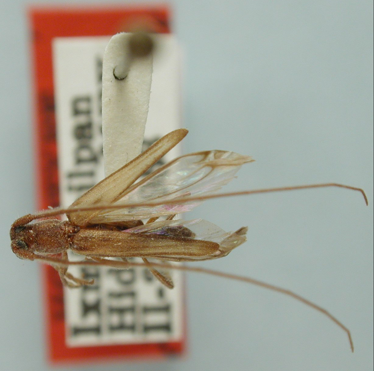 Methia subvittata image