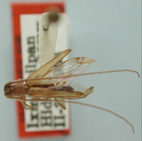 Image of Methia subvittata