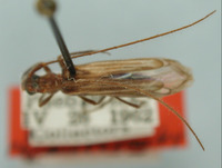 Image of Methia vittata