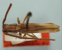 Image of Placoeme vitticollis