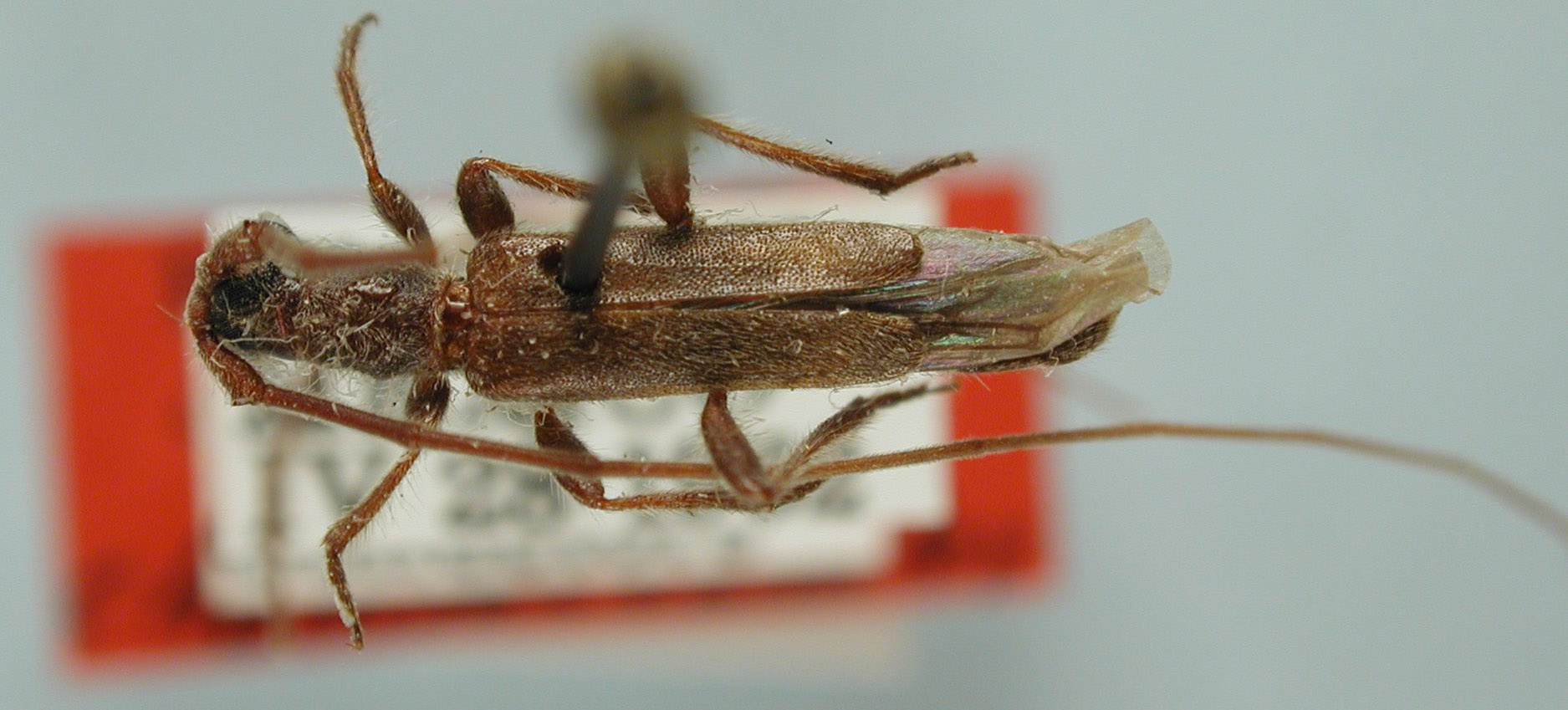 Styloxus fuscus image