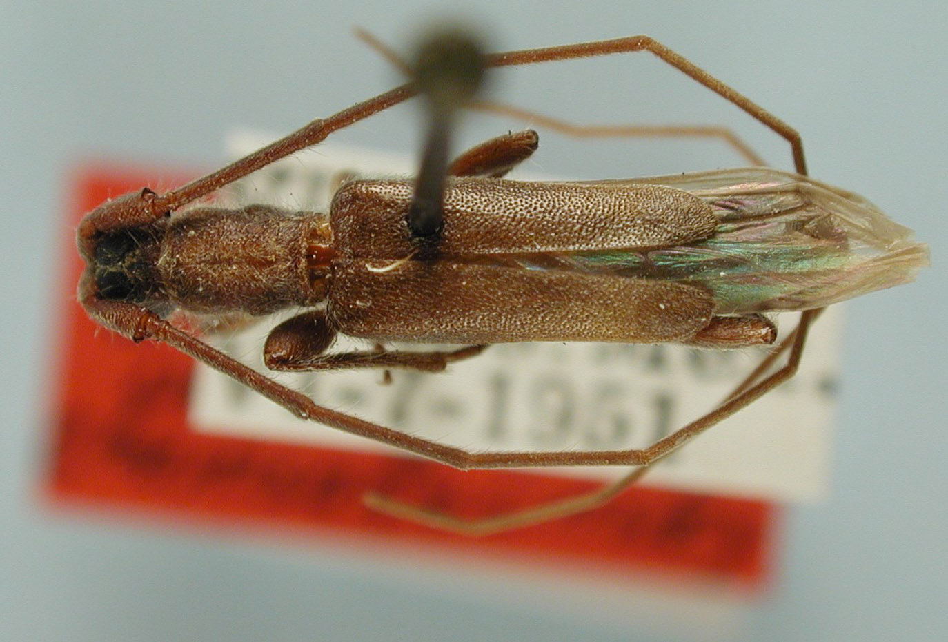 Styloxus oblatipilus image