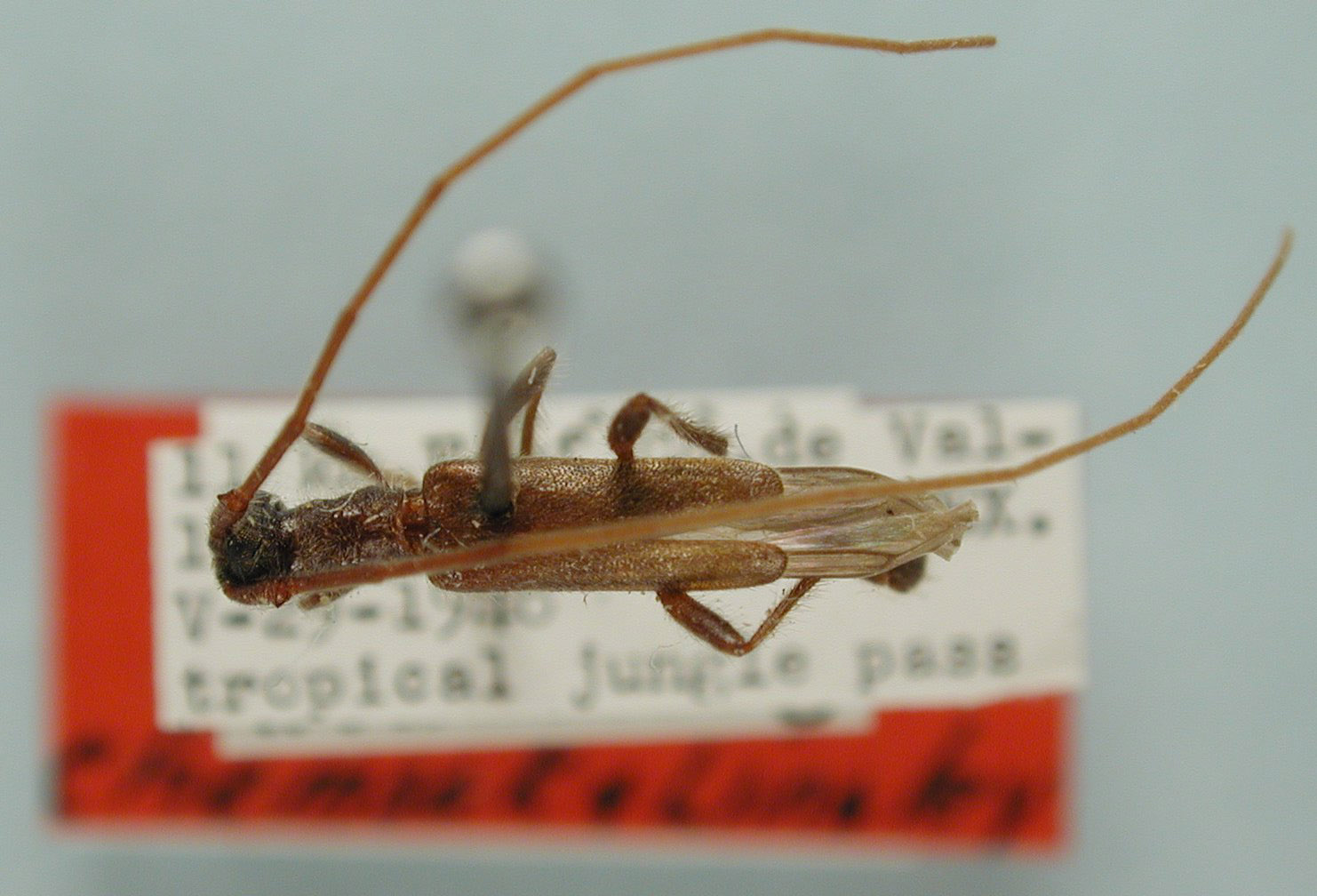 Styloxus parvulus image