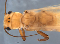 Anacroneuria aurata image